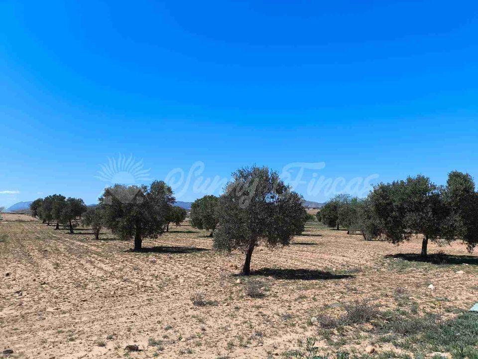 Helårsgrund i Yecla, Murcia - foto 1
